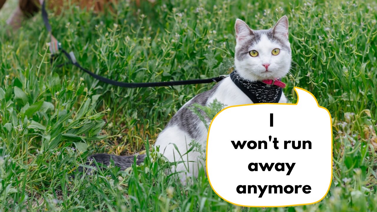 How To Train Your Cat To Use A Leash!