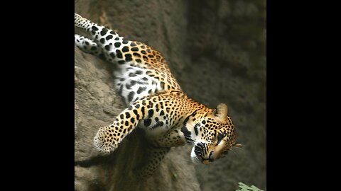 Leopard fell off the cliff 😱