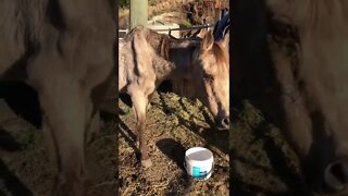 Arthur the rescue horse is dying. His last days 🥲