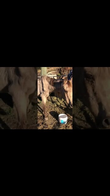 Arthur the rescue horse is dying. His last days 🥲