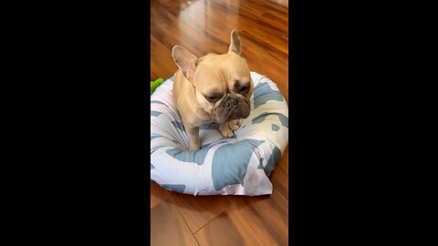 Not Talking To You Right Now | Mochi The French Bulldog