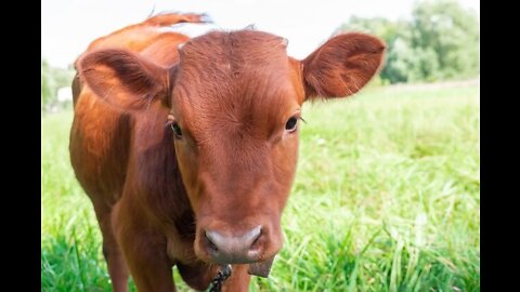 Red Heifer, Jesus, and the Living Water