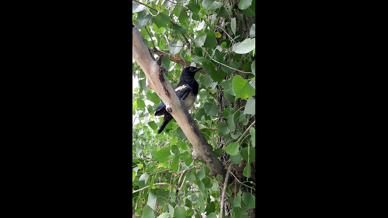 Babie Black billed Magpie