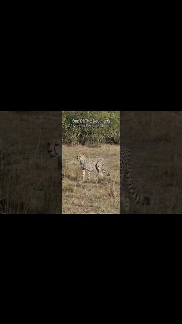 Wildlife Sightings Today 27/08/22 (Lions, Leopard, etc) | Lalashe Maasai Mara | #shorts