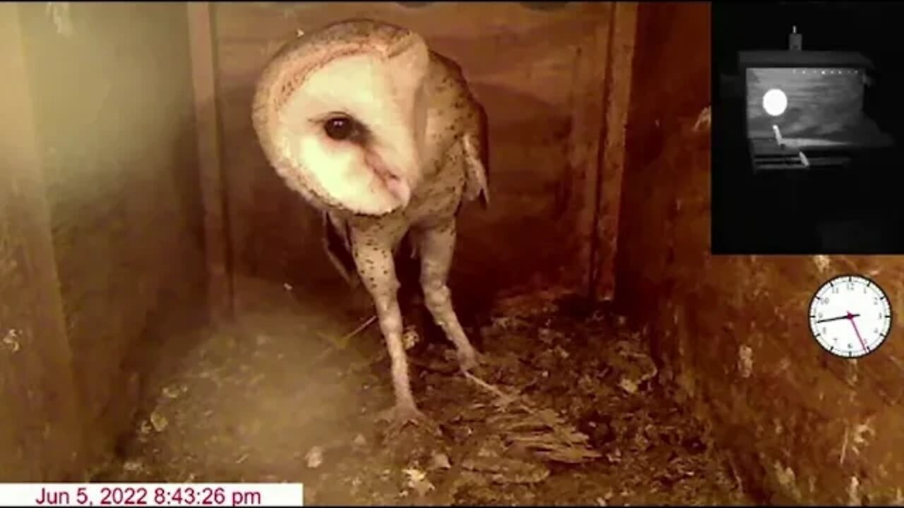 Dark to light Owlets stayed out of view most of night. 6-6-2022