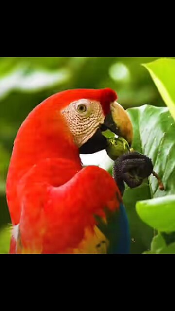 Chirpy Enigmas: Adorable Birds with Mysterious Tricks