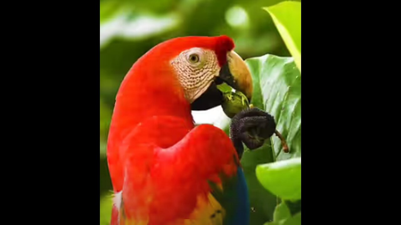 Chirpy Enigmas: Adorable Birds with Mysterious Tricks