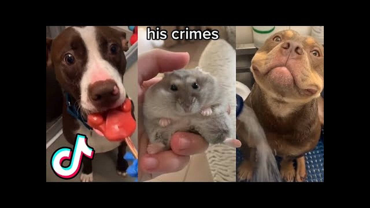 Cute/Funny Animals that Will Brighten Up Your Day