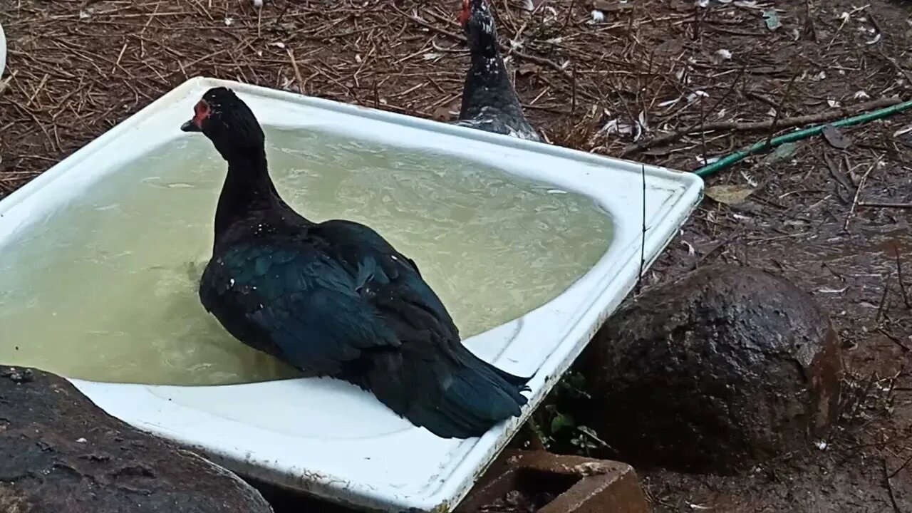 Muscovy Drake has a bath in this pond every morning 9th June 2021