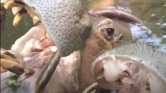 UP-CLOSE View of Hippo Feeding Time!