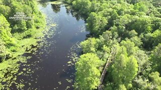 Exploring Lettuce Lake Park in Hillsborough County