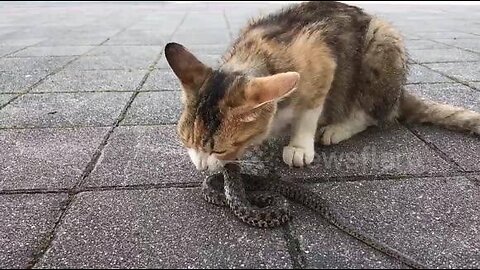 cat vs snake Epic fight