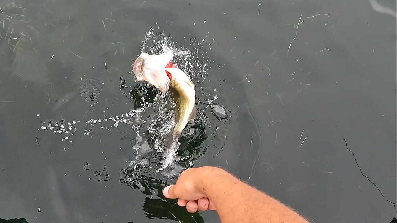 Bass fishing fun