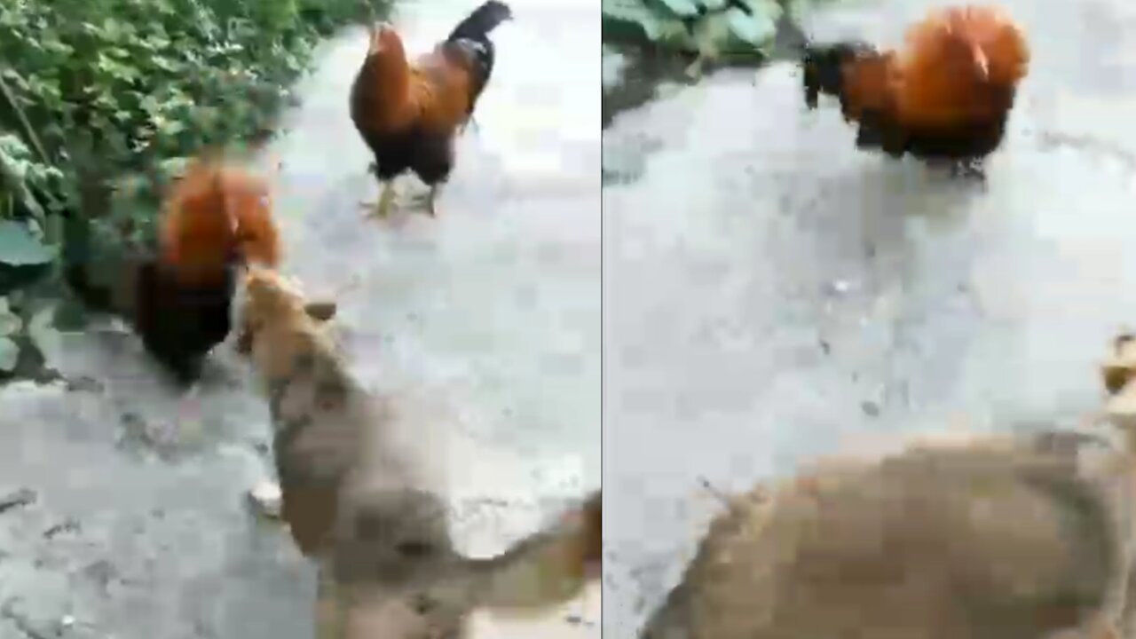 CHICKEN VS DOG FUNNY VIDEOS #2