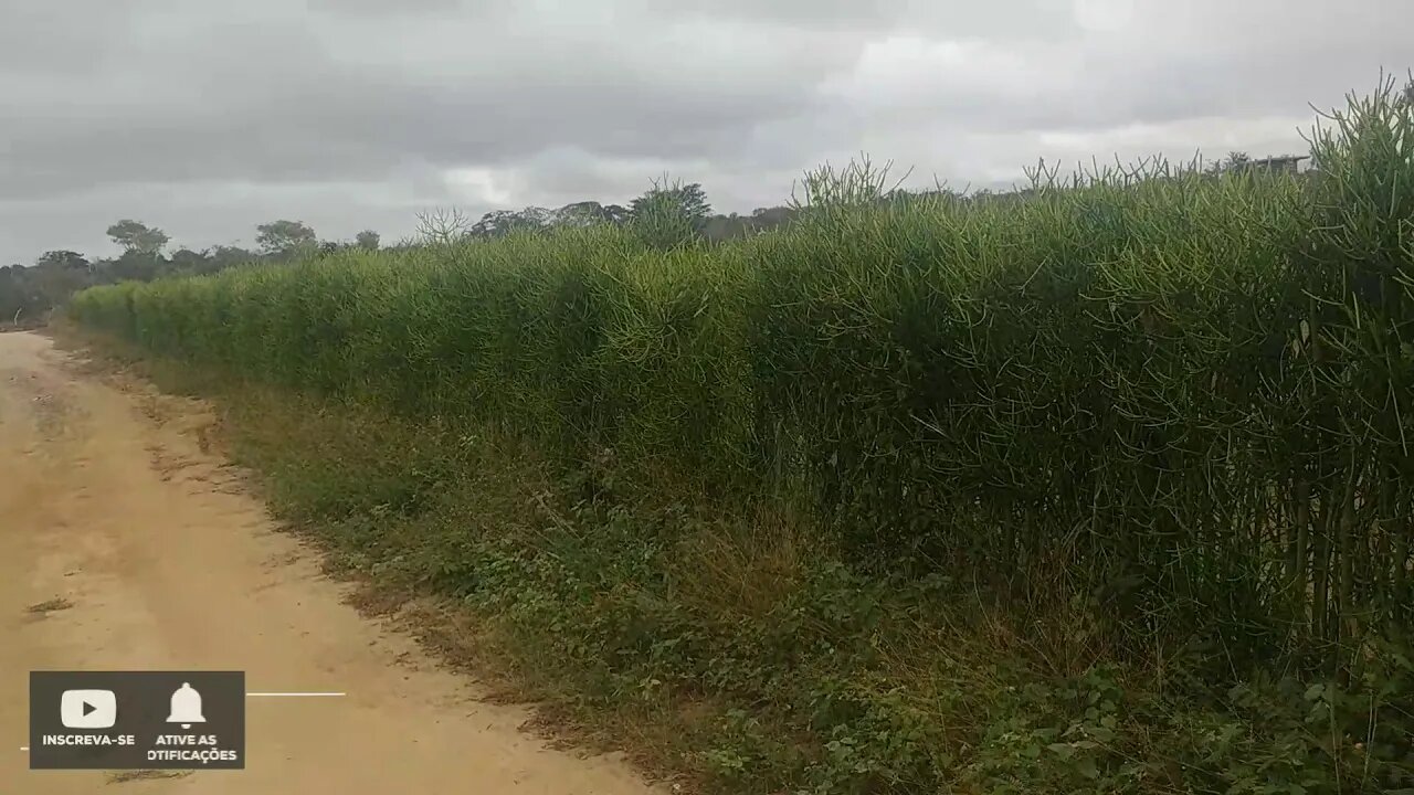 Cerca viva Pecado pelado ou Avelós