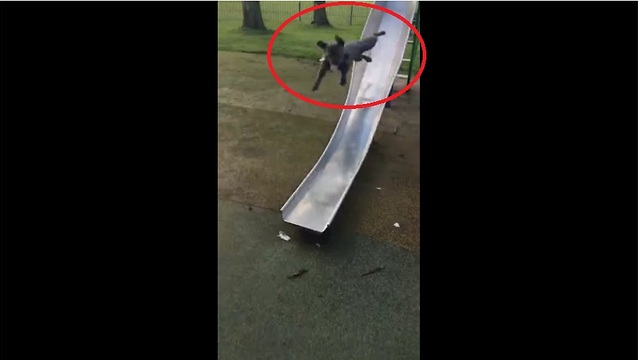 French Bulldog's epic park slide fail