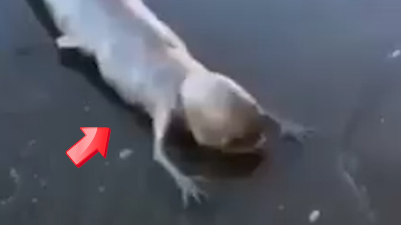 Strange hybrids of fish and animal life [Conspiracy]
