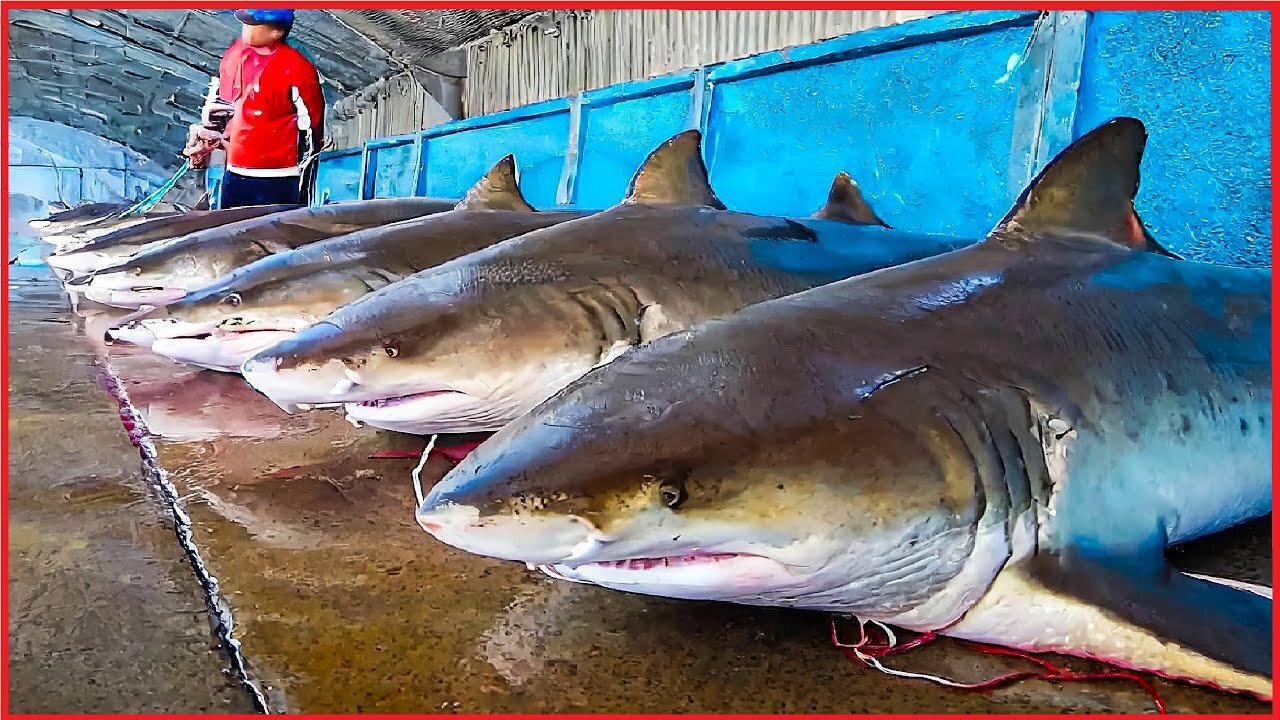 Shark Fishing and Processing of Shark products - Shark meat, skin, and fins processing in factory