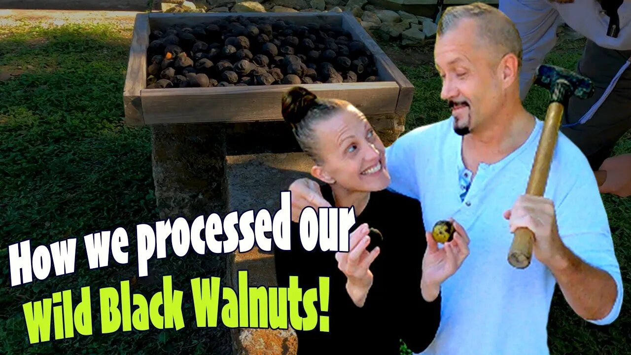 Wild Black Walnuts Harvesting and Processing! | SURVIVAL Prepping For Normal People