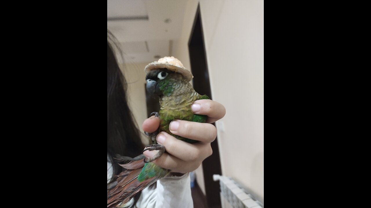 Parrot moves to kitchen to pick it's apple from refrigerator