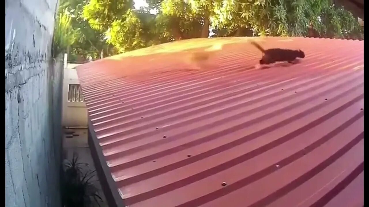 200 IQ