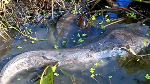 Amazing CatFish Video