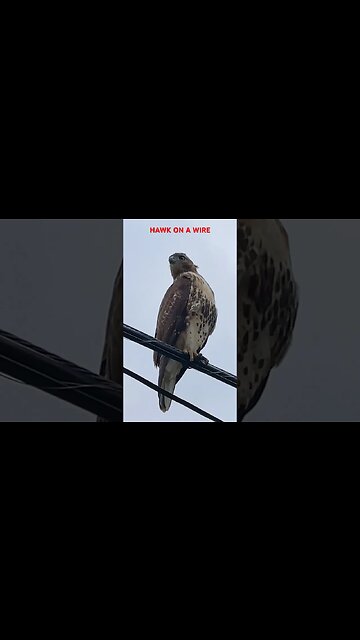 Hawk On A Wire