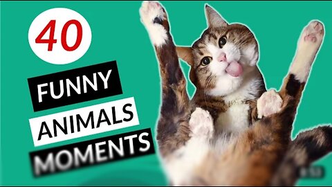 40 funny animal moments| best moments 🤣🤣😂