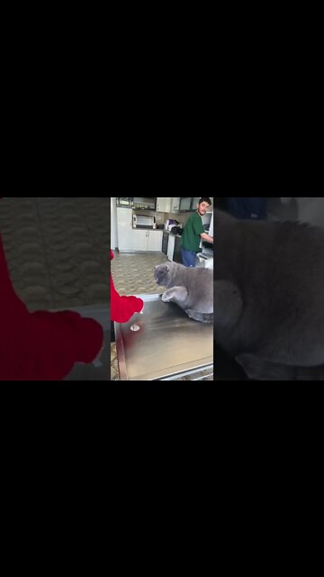 #shorts #2022 funny,prank,funjokes,dad jokes,funny memes,funny video,fun,laughing,funny animal,knock