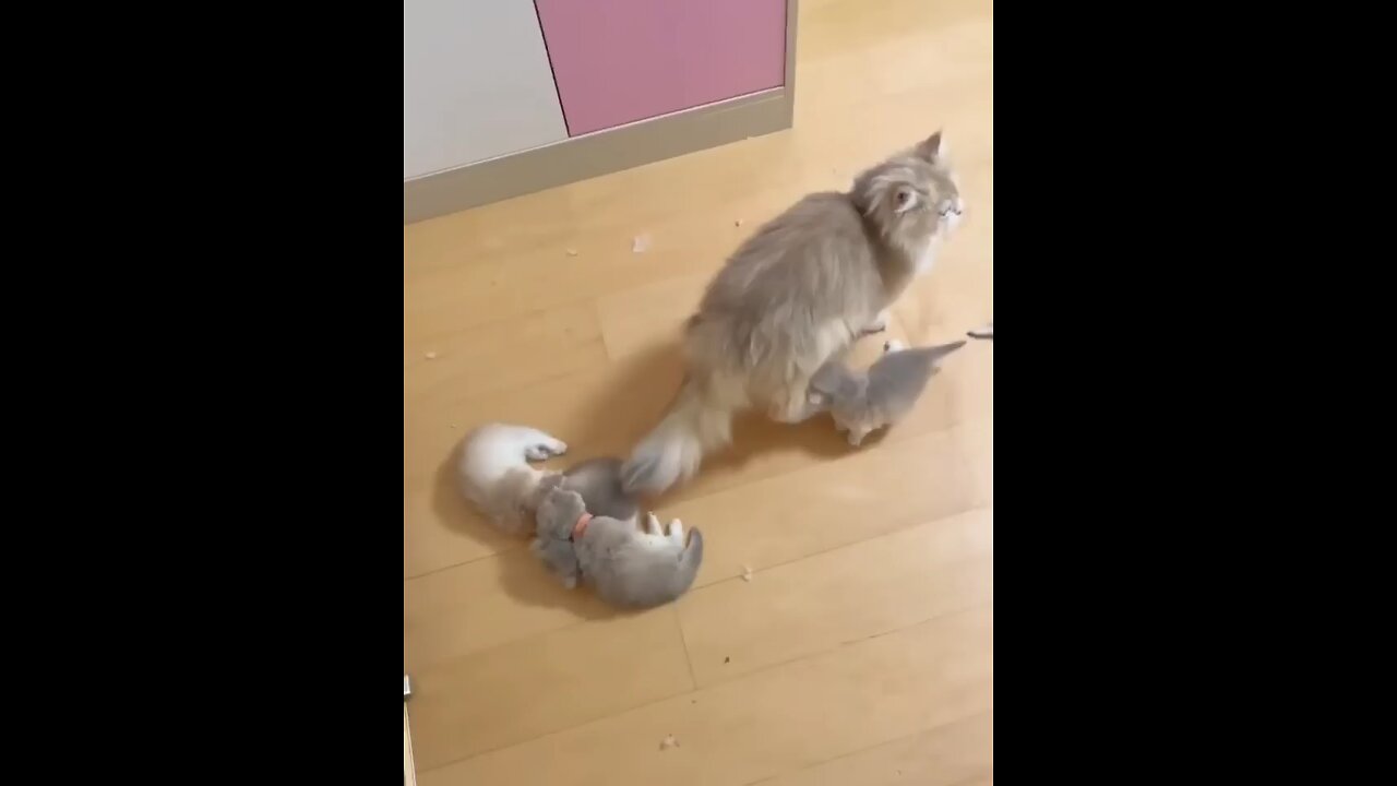 cute and funny kitten