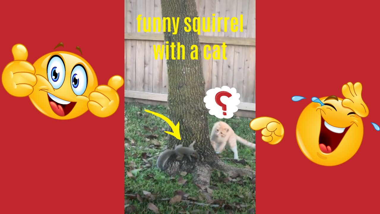 funny squirrel with a cat