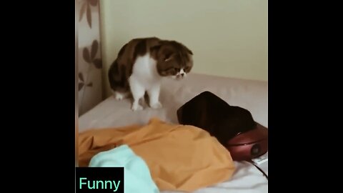 Cat full-funny 🤣🤣