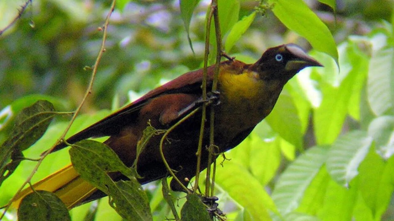 JAPU DE CAPACETE [Cacicus oseryi] Casqued Cacique | #shorts