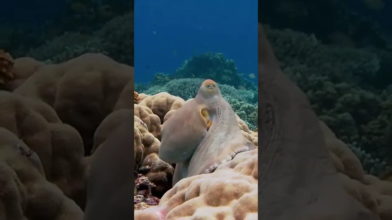Cephalopods Changing Colours
