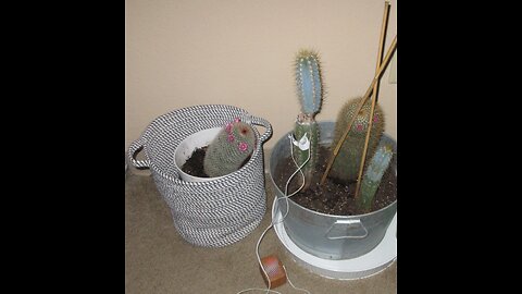 Joyous Two Gather Blue Columnar Cactus Nov 2022