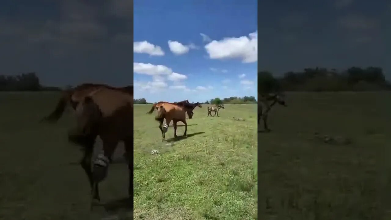 recanto dos cavalos #shorts