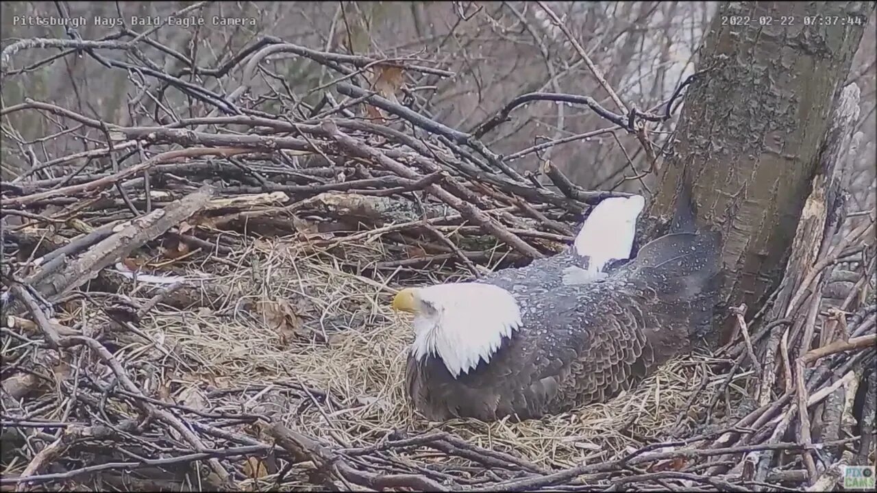 Hays Eagles Mom's rainwater rolls off an Eagles back! 22222 837am