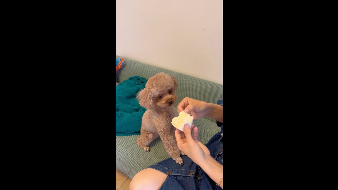 Hungry dog eating 😂🤣