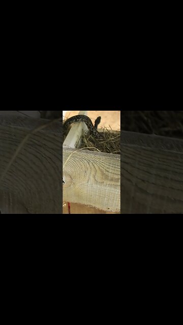 Mom has a surprise for me!