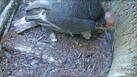 Redwood Queen #60 and Kingpin #67 Are the parents of a just hatched Baby Condor.4-25-20