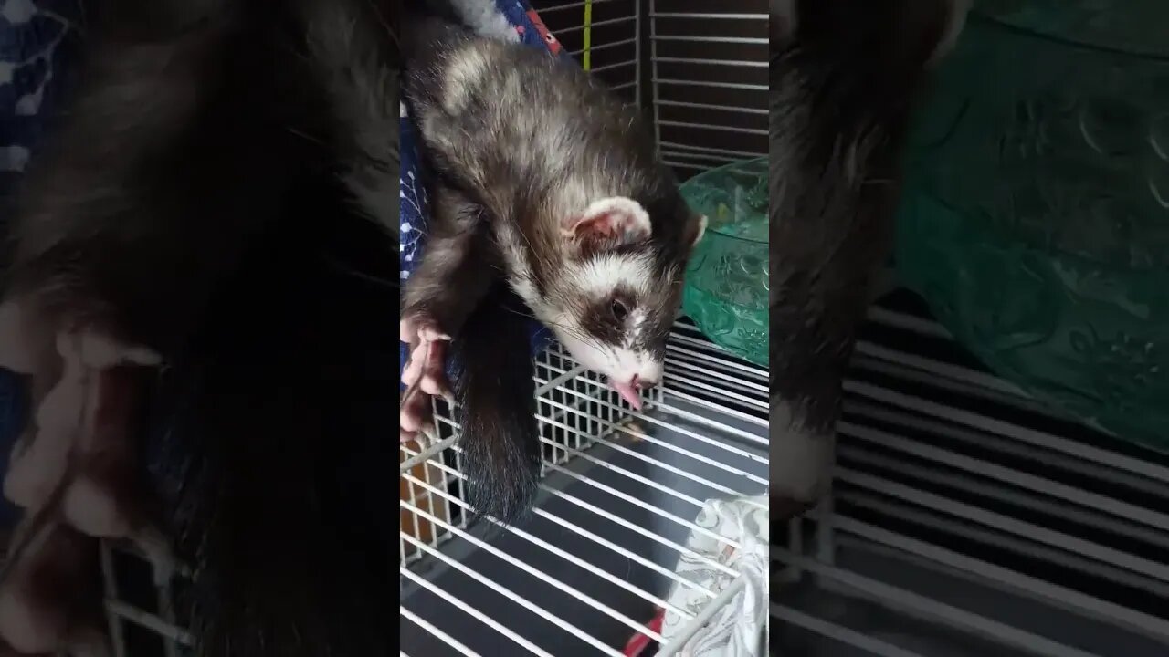 Sleepy ferret steals your heart