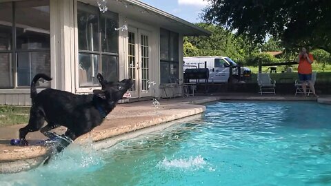 Dramatic Dog Jumps For Water Hose