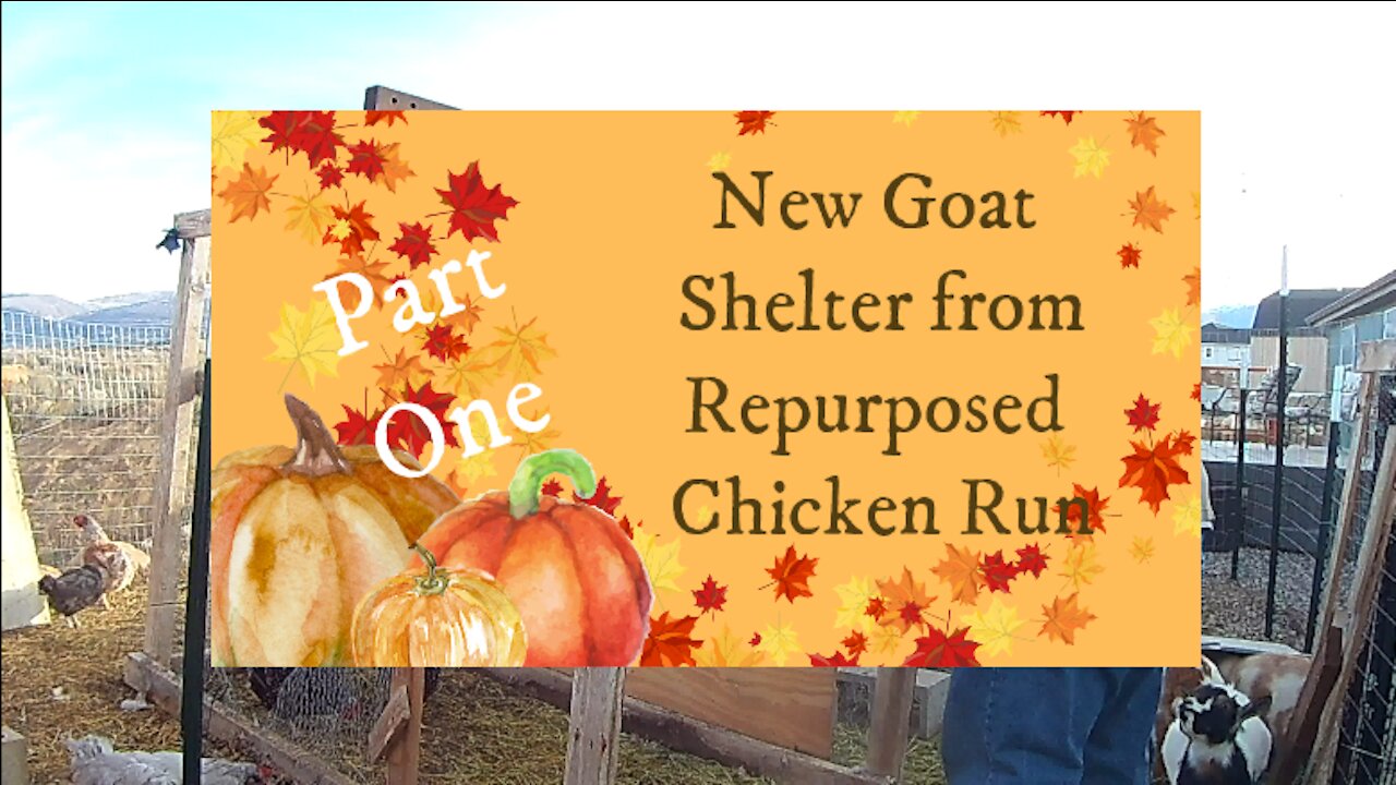 Repurposing a Chicken Run for a Goat Shelter