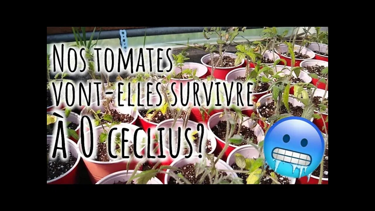 🍅 Nos TOMATES vont-elles SURVIVRE? 🍅 #270