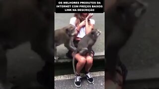 veja o que esses macacos fizeram com essa turista