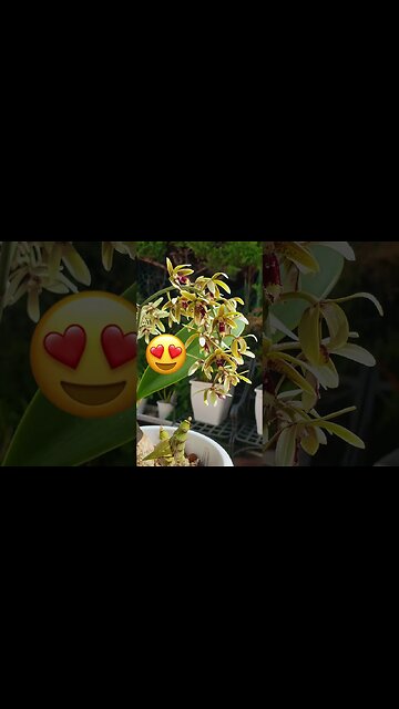 3 Different Orchid Repotting Examples 😃 incl. RESULTS! 🙌🏼 #ninjaorchids #shorts #repotting #orchids