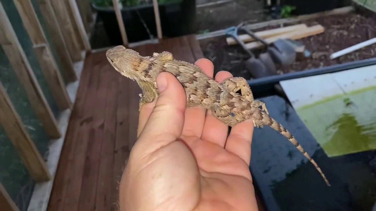 Trapped Western Fence Lizard Rescued and Relocated - Evenings at 9 Mile Farm