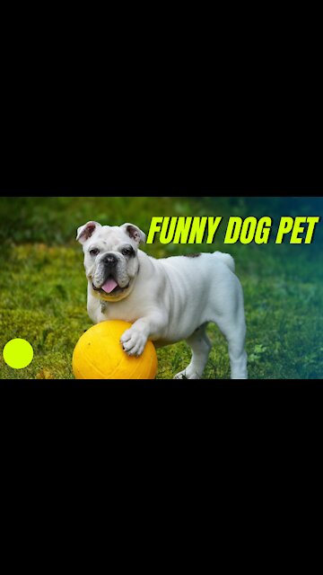 Funny Bulldog