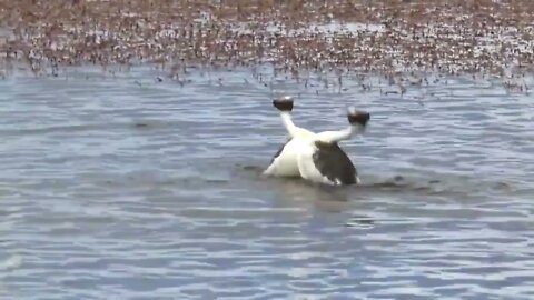 Hooded Grebe