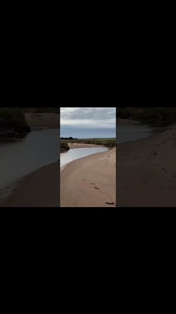 Spotting a beaver on a beach walk
